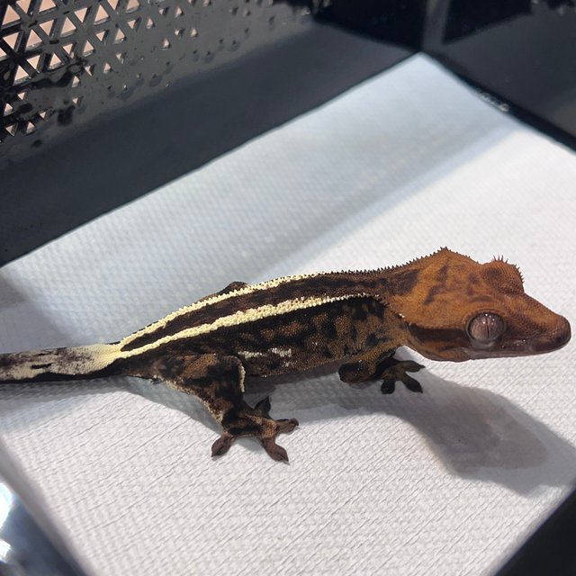 카푸치노 엠티백