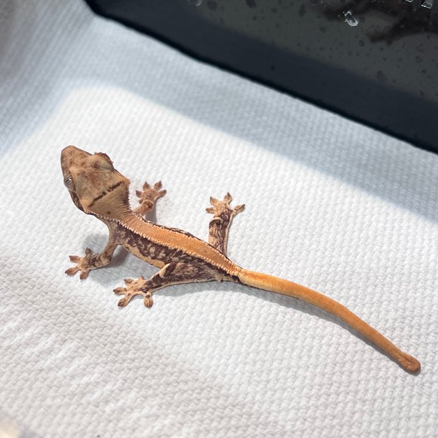 솔리드백 릴리화이트