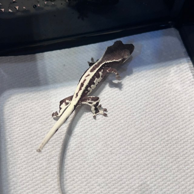 아잔틱 프라푸치노