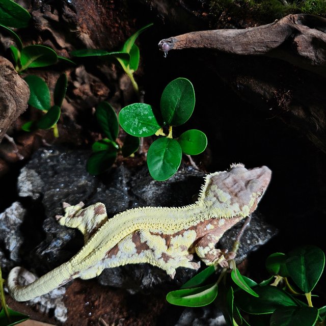 프라푸치노 100%헷아잔틱