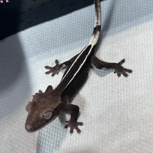 아잔틱 슈퍼스트라이프