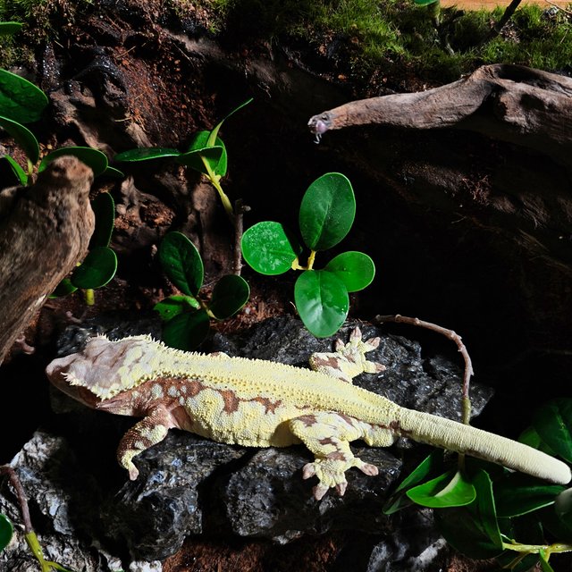 프라푸치노 100%헷아잔틱