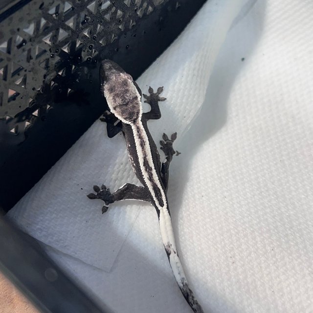 아잔틱 슈퍼스트라이프