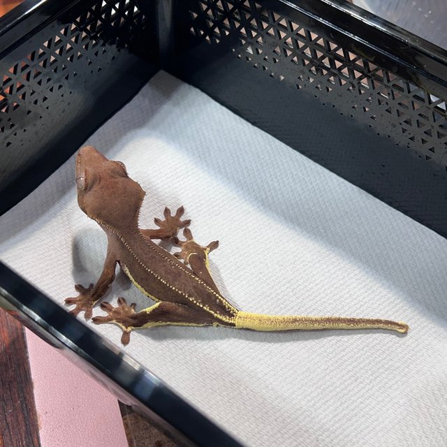 릴리화이트 팬텀 레드