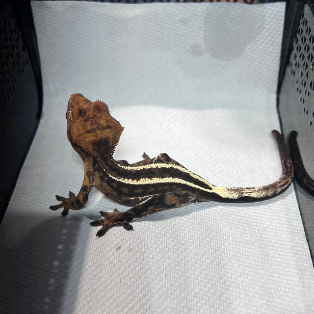 카푸치노 엠티백