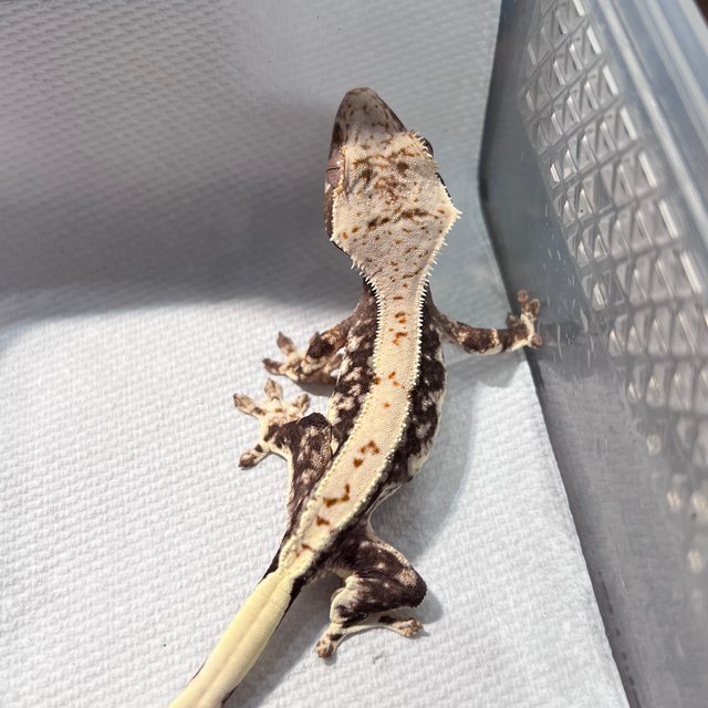 릴리100%헷아잔틱