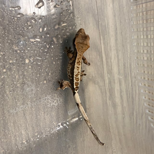 트라이 핀스트라이프 플레임