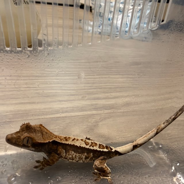 트라이 핀스트라이프 플레임