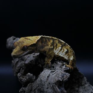 수이