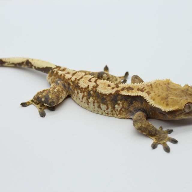 익스트림할리퀸 노멀 트라이 바브