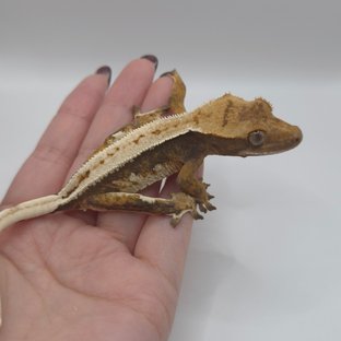 트라이 익스트림할리퀸 텐저린