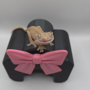 바이 패턴리스 레드