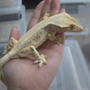 릴리화이트 트라이