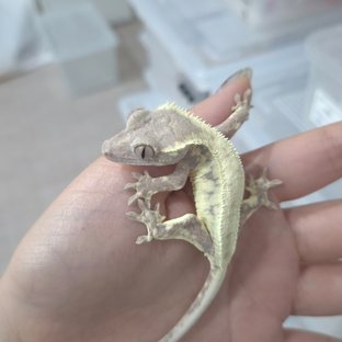 프라푸치노