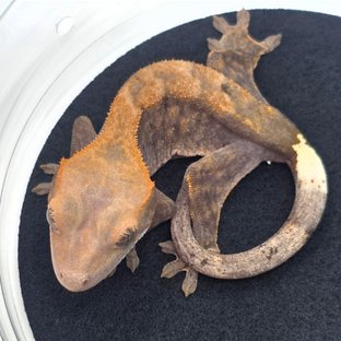 하이포 카푸치노