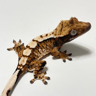 트라이 익스트림할리퀸 텐저린