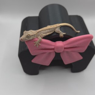 릴리화이트 크림