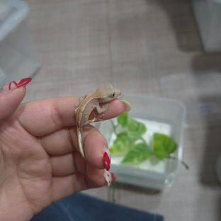 하×라