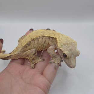 노멀 옐로우 트라이