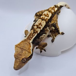 트라이 익스트림할리퀸 노멀 다크