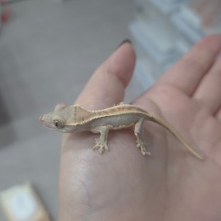 릴리화이트 레드