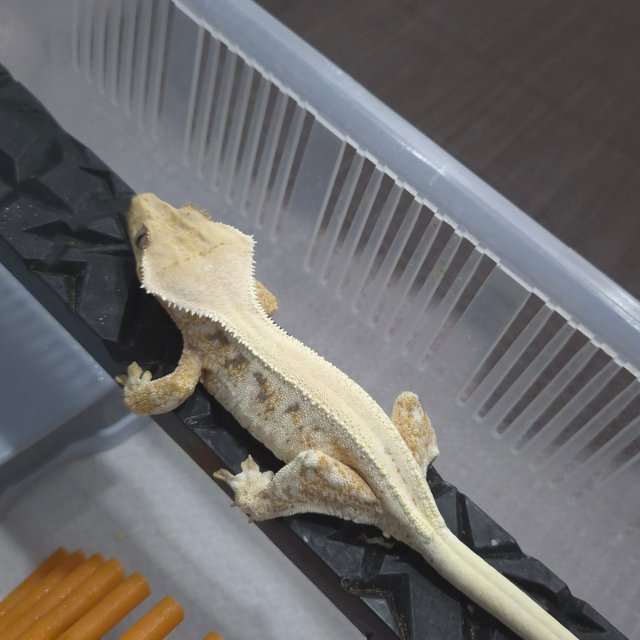 릴리화이트 트라이