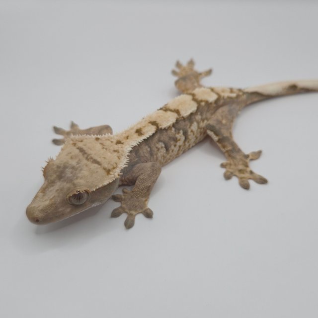 트라이 익스트림할리퀸 텐저린