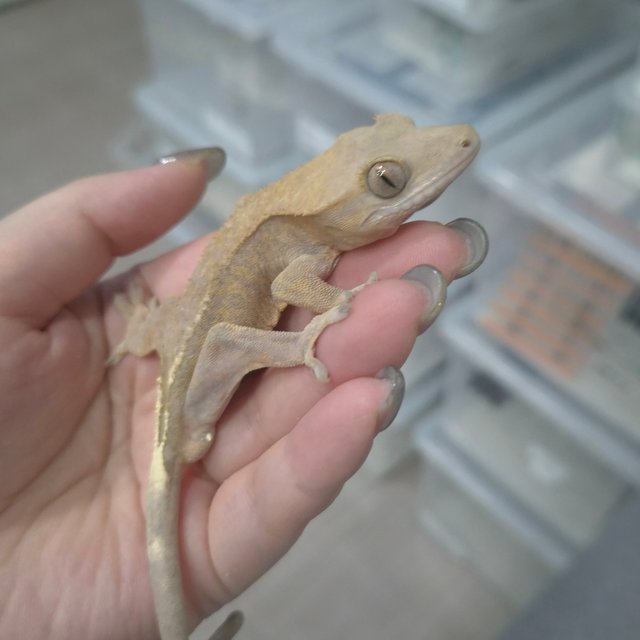 하이포 카푸치노