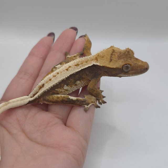 트라이 익스트림할리퀸 텐저린