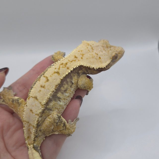 트라이 익스트림할리퀸 옐로우