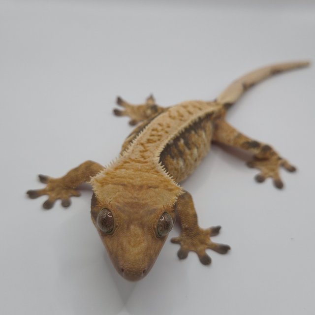 트라이 익스트림할리퀸