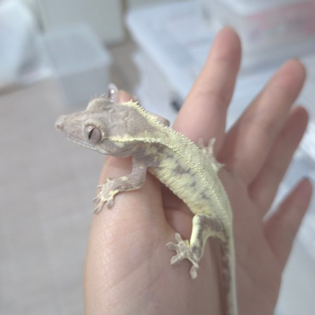 프라푸치노