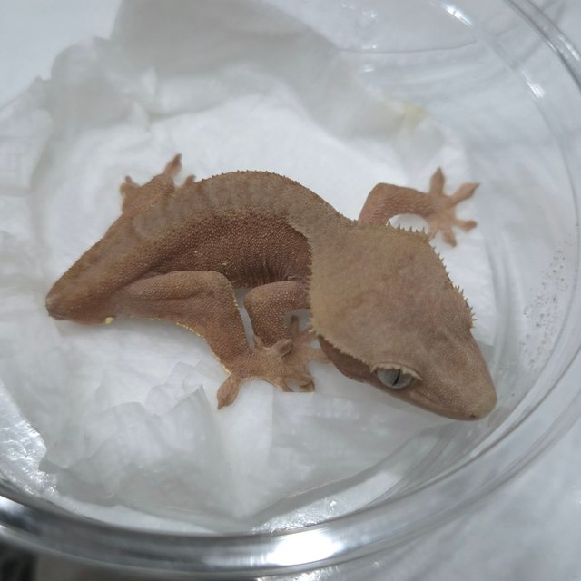 바이 패턴리스 레드