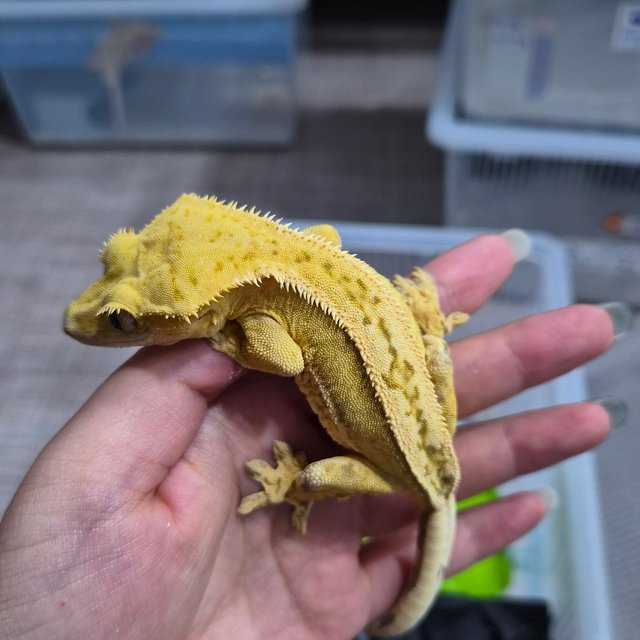 크림 크림시클 풀핀