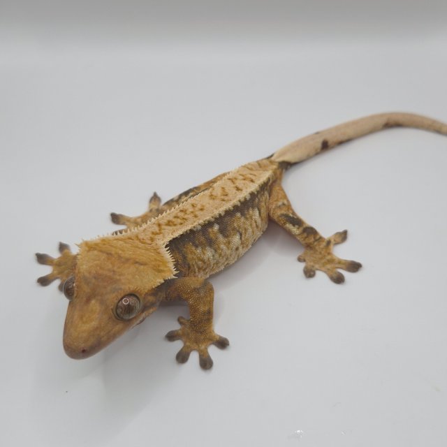 트라이 익스트림할리퀸