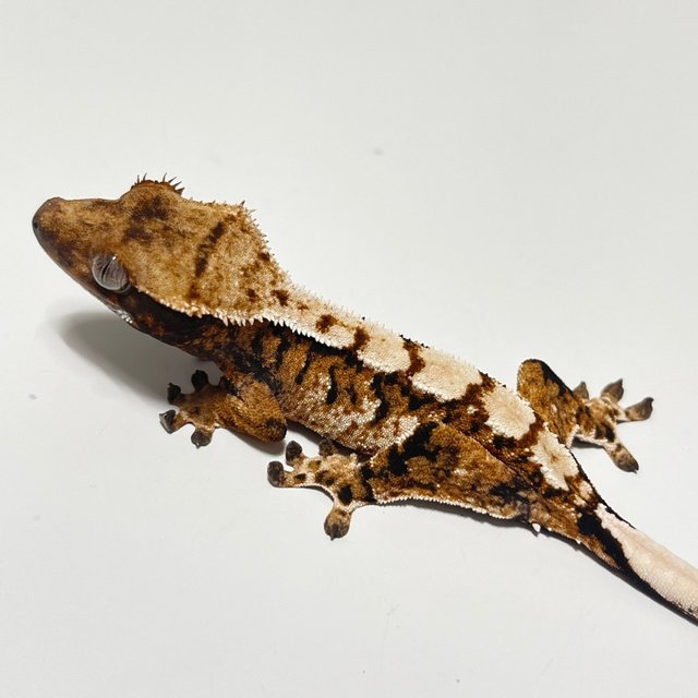 트라이 익스트림할리퀸 텐저린