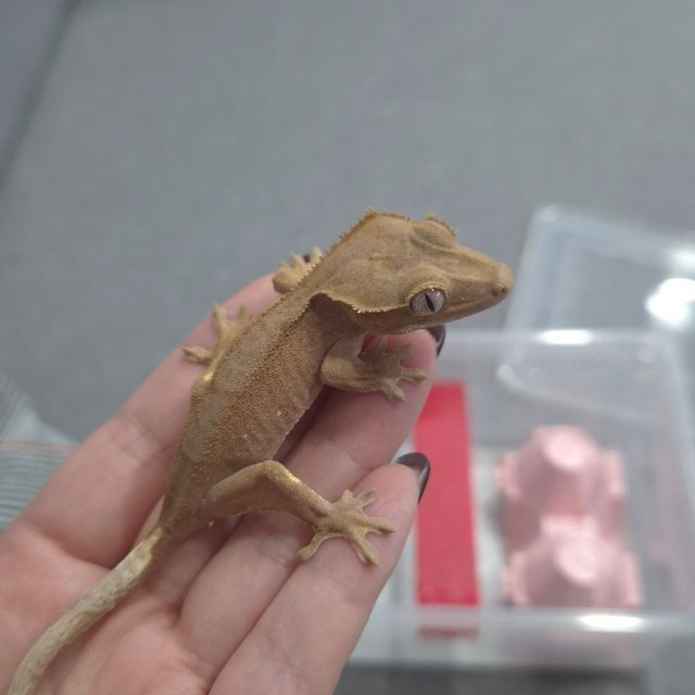 바이 패턴리스 레드