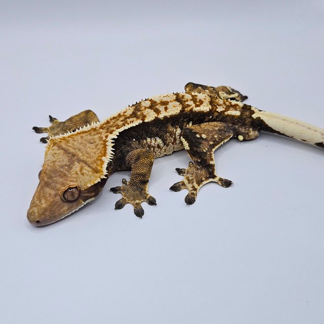 트라이 익스트림할리퀸 노멀 다크