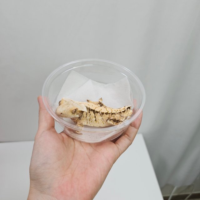 노멀 트라이 화이트스팟