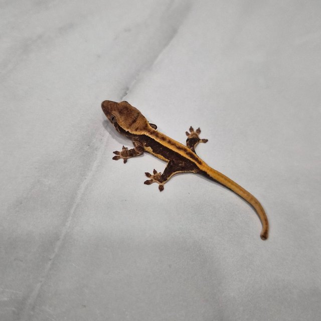 릴리화이트 레드