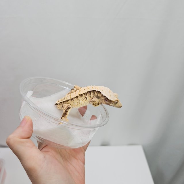 노멀 트라이 화이트스팟