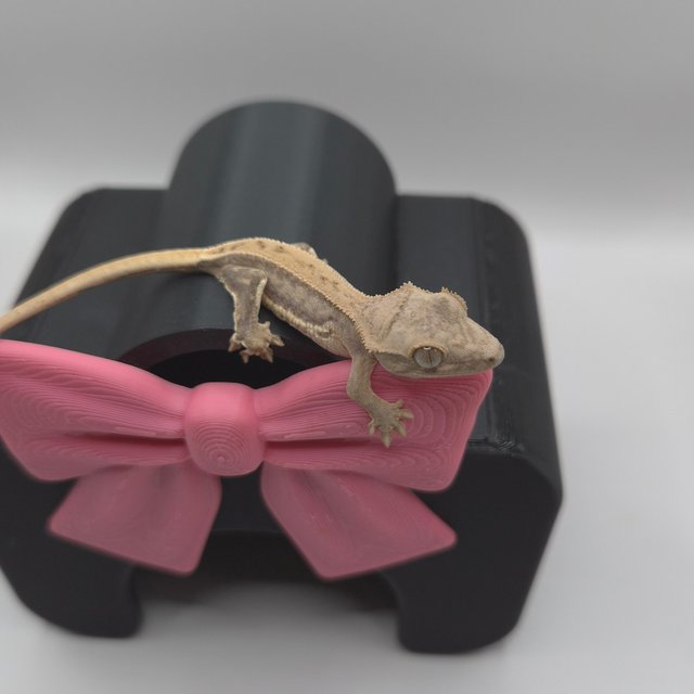 릴리화이트 크림