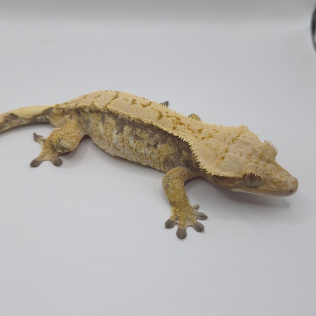 트라이 익스트림할리퀸 옐로우