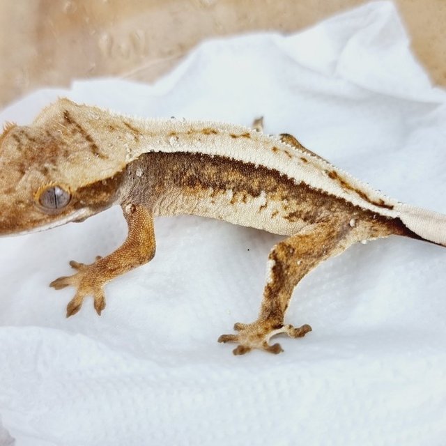 트라이 익스트림할리퀸 텐저린