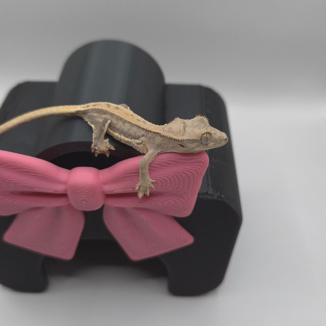 릴리화이트 크림