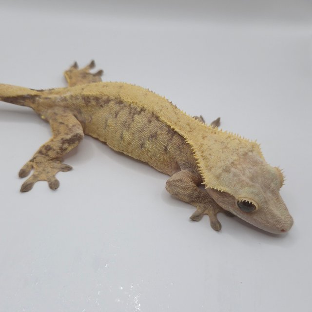 노멀 옐로우 트라이