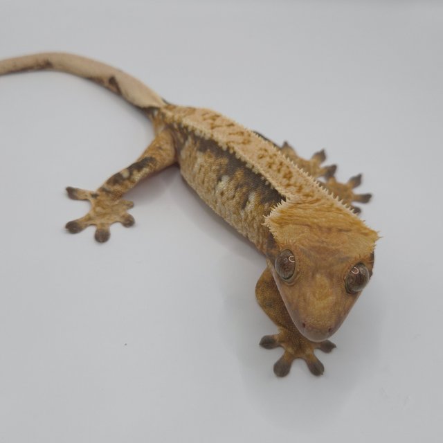 트라이 익스트림할리퀸