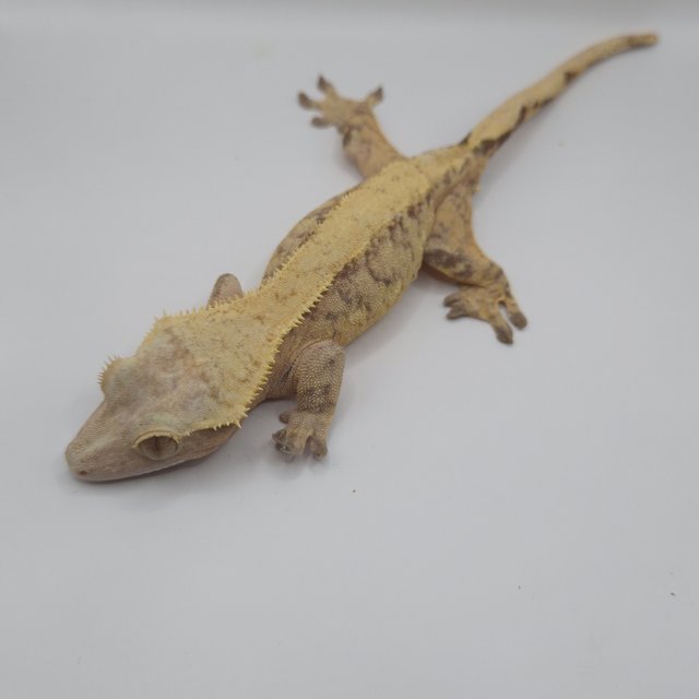 노멀 옐로우 트라이