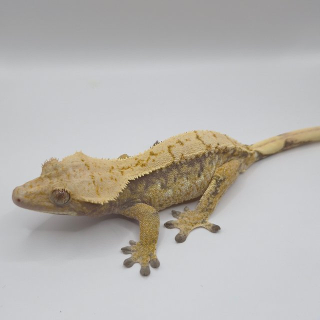 트라이 익스트림할리퀸 옐로우