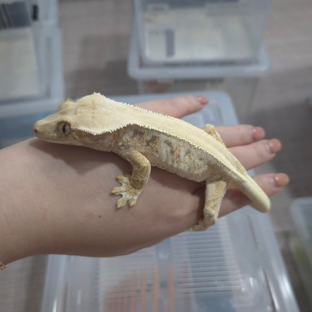 릴리화이트 트라이